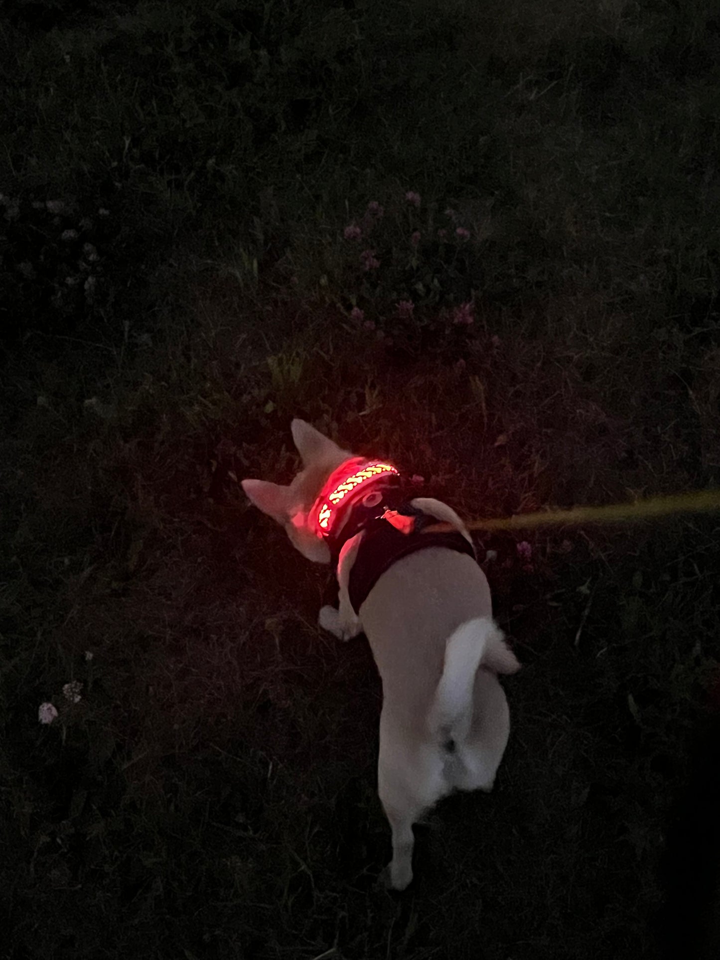 Pawrgy Safety Collar