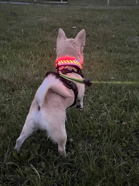 Pawrgy Safety Collar™