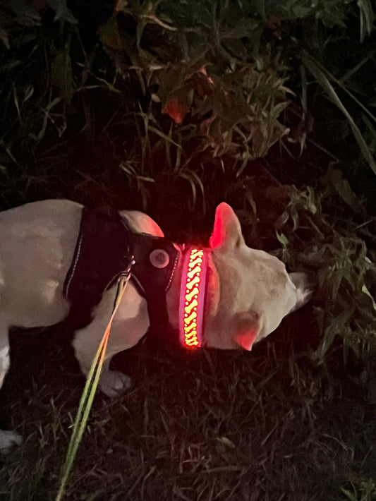 Pawrgy Safety Collar™