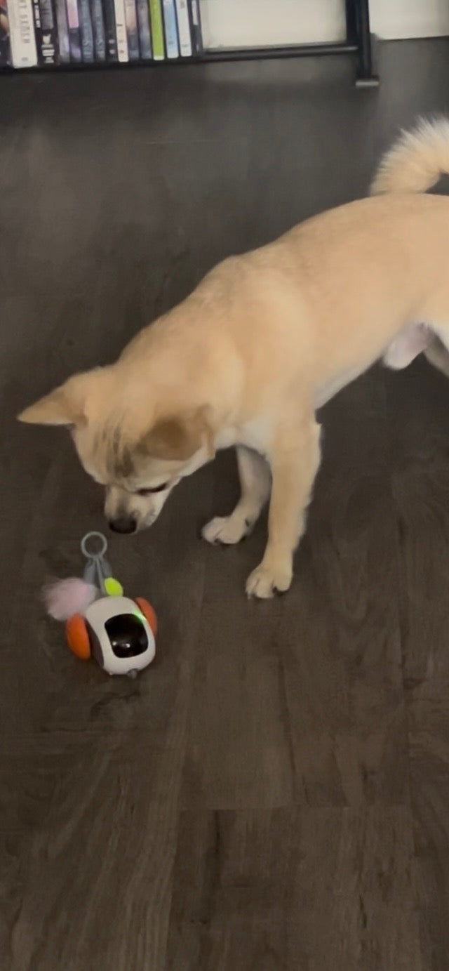 Pawrgy Zoomie Car™