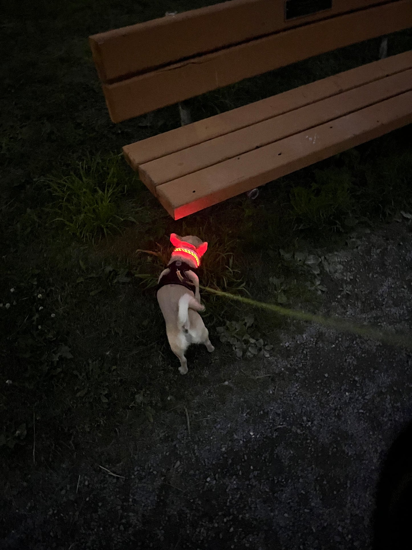 Pawrgy Safety Collar