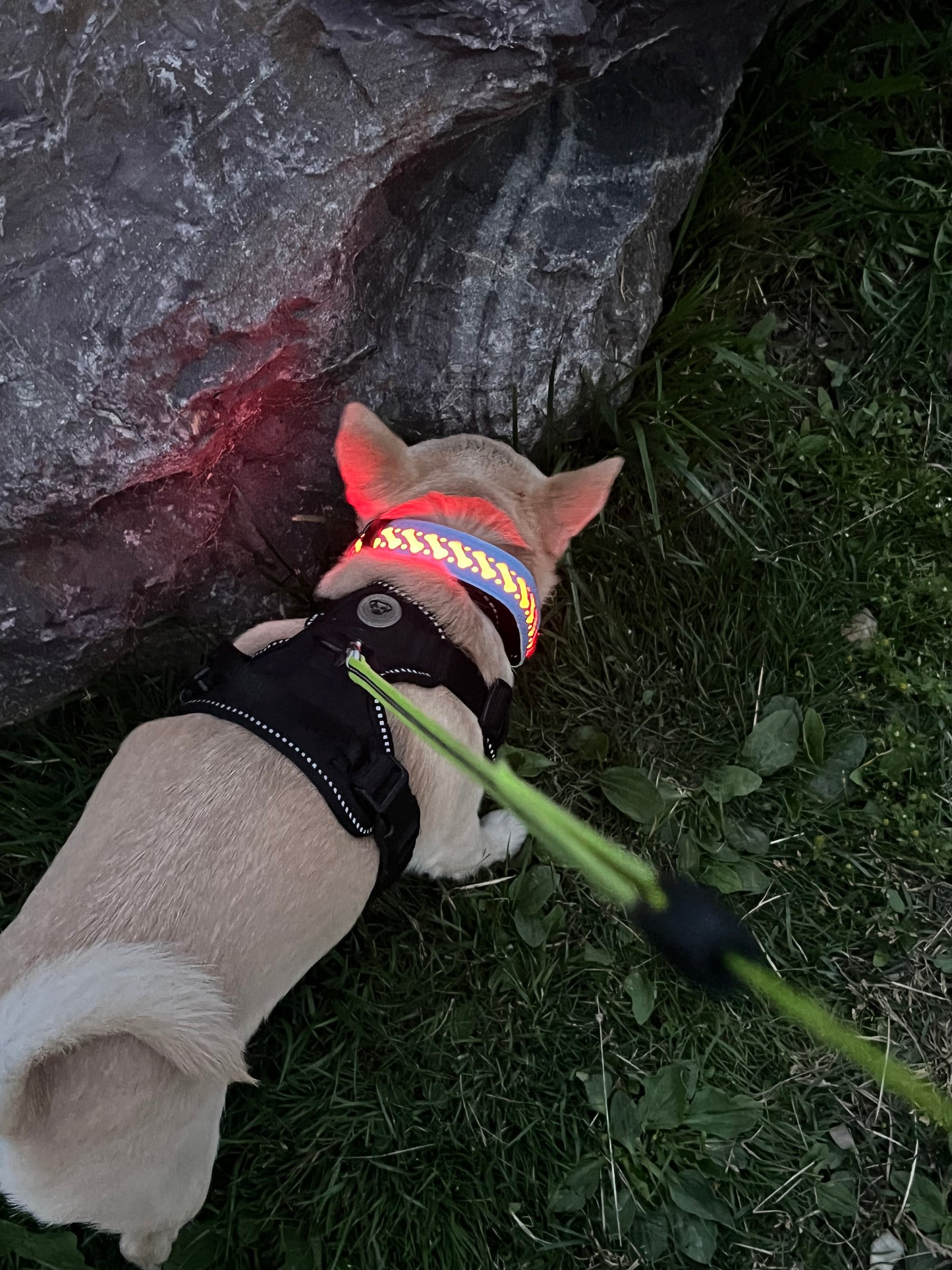 Pawrgy Safety Collar