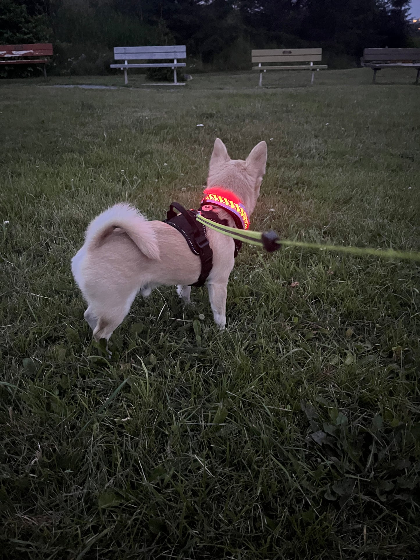 Pawrgy Safety Collar