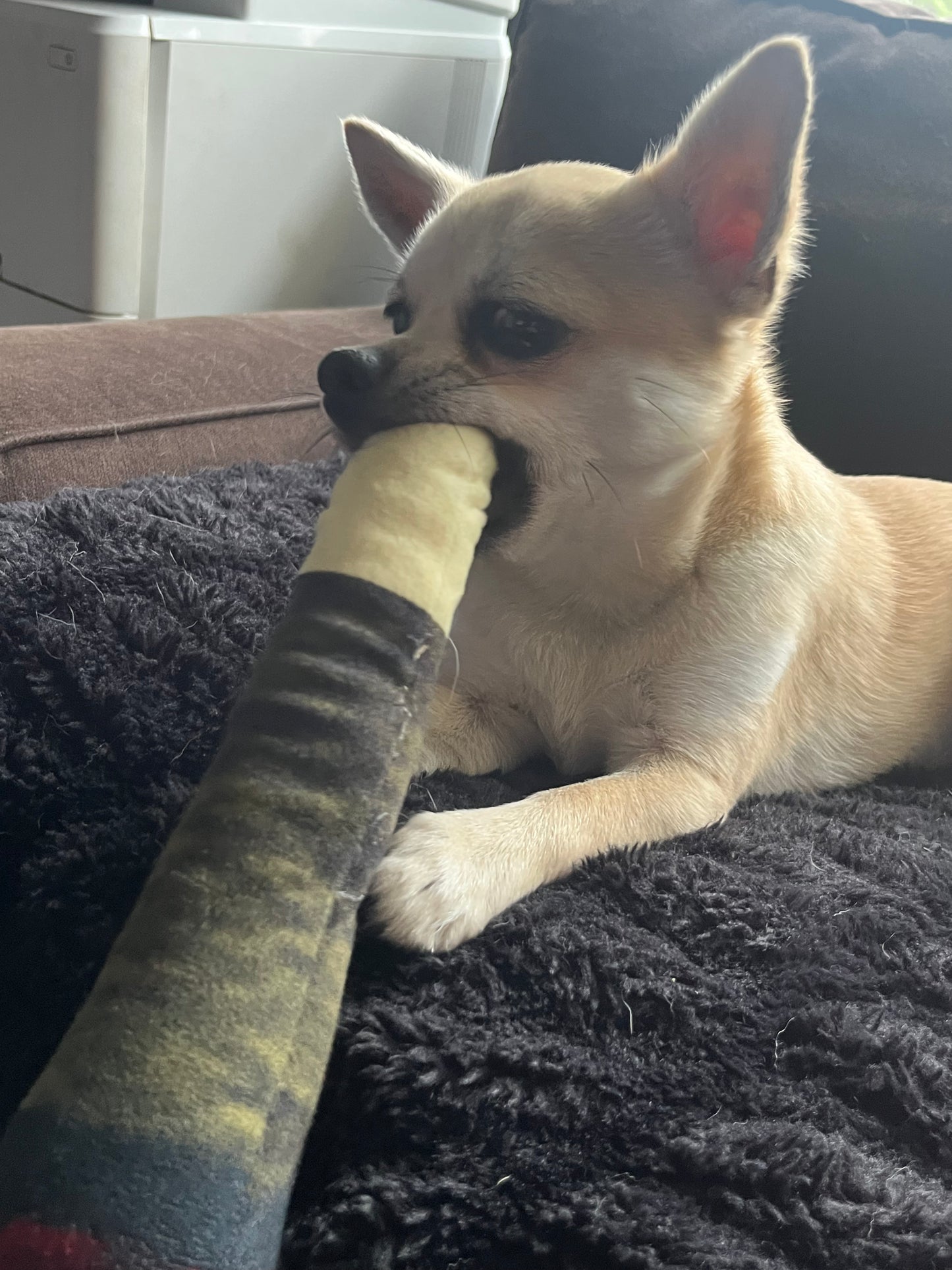 Pawrgy Paw Squeaky™